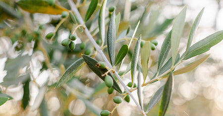 Olive Leaf